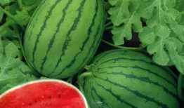 各种网红视频爆料吃瓜,揭秘娱乐圈吃瓜大事件！